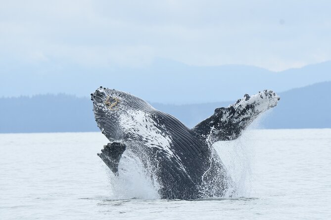 Vancouver's Intimate West Coast Whale Watching Experience - Quick reasons to consider this trip