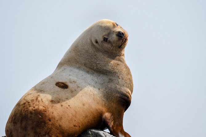 Vancouver's Intimate West Coast Whale Watching Experience - Who will enjoy this experience most?