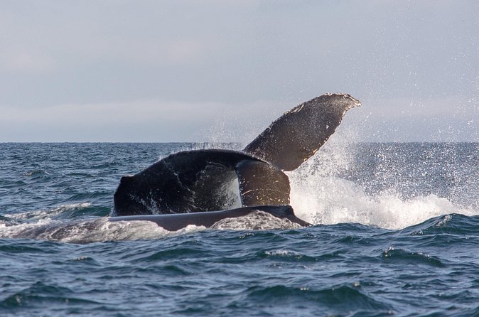 Vancouver's Intimate West Coast Whale Watching Experience - A practical plan for your day
