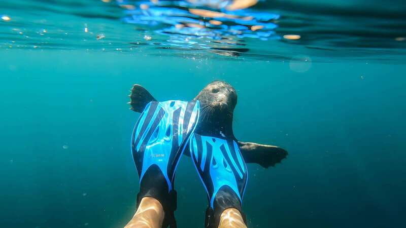 Vancouver: Snorkeling Seals Kayaking Scenic Boat Tour - Weather, Seasons, and Comfort