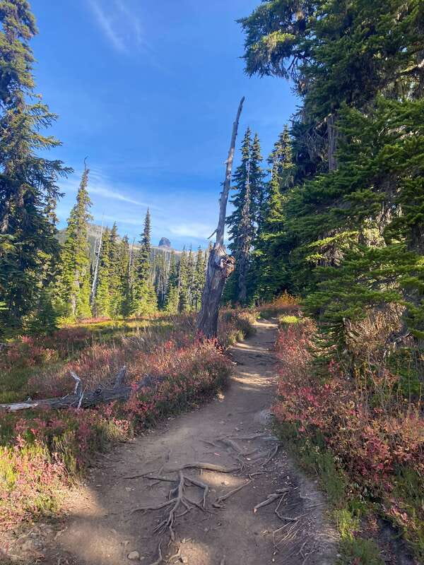 Vancouver/Squamish: Garibaldi Park Panorama Ridge Hike - Is $162 good value?