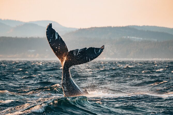 Vancouver Sunset Whale Watching Adventure with Free Photos - Orcas, humpbacks, and the open Salish Sea