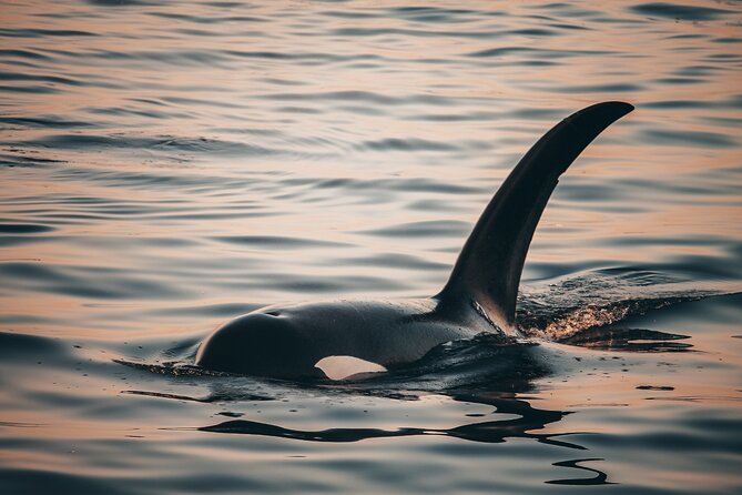 Vancouver Sunset Whale Watching Adventure with Free Photos - Who will enjoy this most