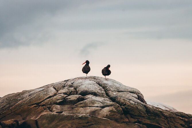 Vancouver Sunset Whale Watching Adventure with Free Photos - Booking, check-in, and cancellation details