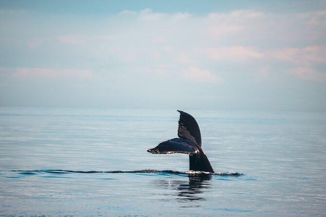 Vancouver Sunset Whale Watching Adventure with Free Photos - What happens during the five-hour search