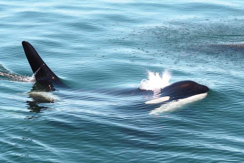 Victoria: 3-Hour Whale Watching Tour - Leaving Victoria on the Marauder IV