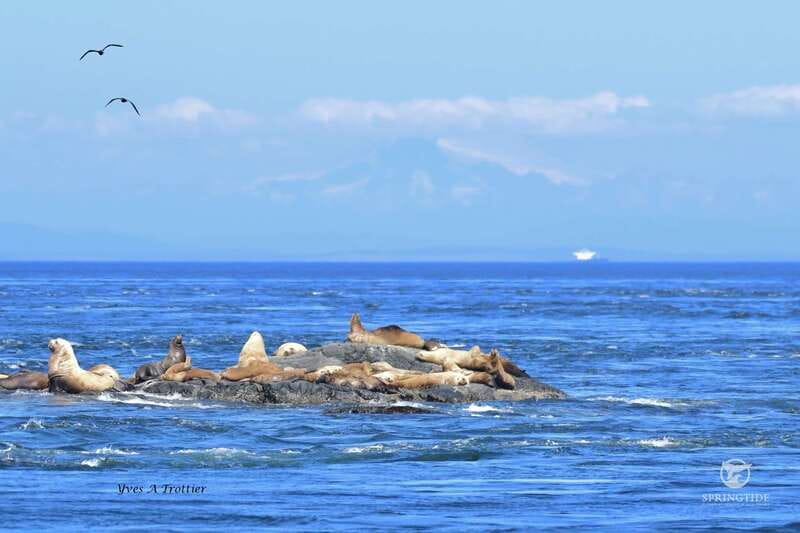 Victoria: 3-Hour Whale Watching Tour - Why the guides make a difference