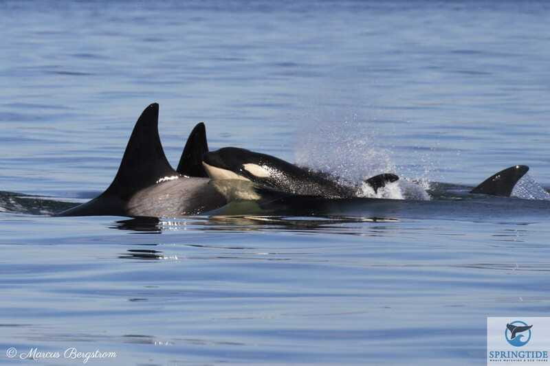Victoria: 3-Hour Whale Watching Tour - Who will enjoy this three-hour cruise?