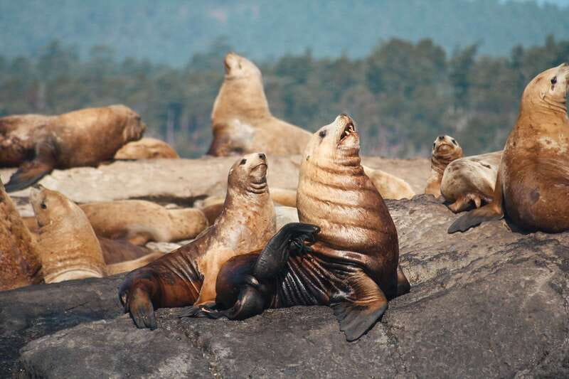 Victoria: 3-Hour Whale Watching Tour - Should you book the SpringTide whale tour?