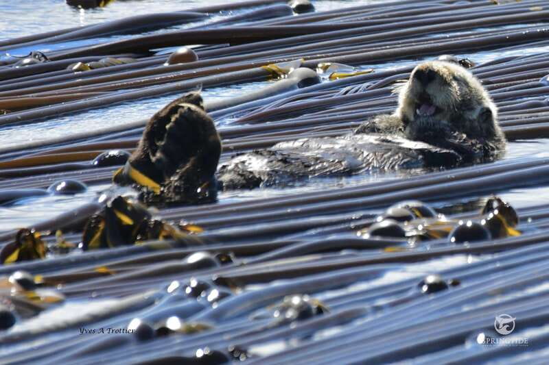 Victoria: 3-Hour Whale Watching Tour - The Salish Sea becomes the main attraction