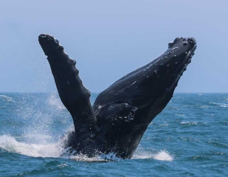 Victoria: 3-Hour Zodiac Whale-Watching Tour - Who should book this Zodiac tour?