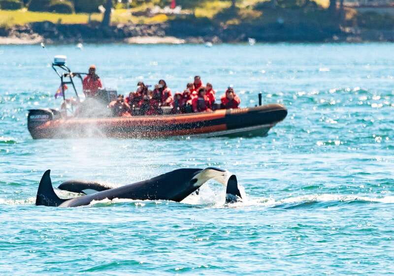Victoria: 3-Hour Zodiac Whale-Watching Tour - Leaving Victoria Harbour in a 12-passenger Zodiac