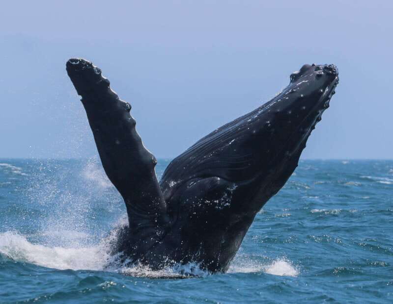 Victoria: 3-Hour Zodiac Whale-Watching Tour - Searching the Salish Sea for whales