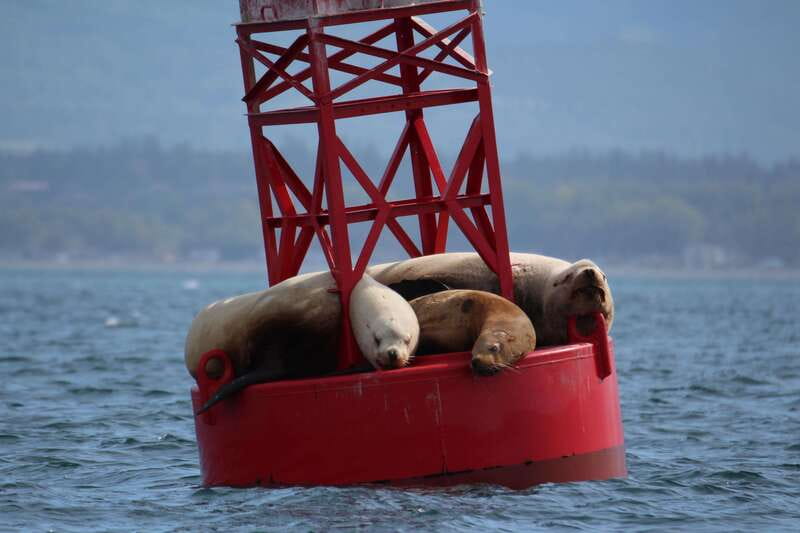 Victoria: 3-Hour Zodiac Whale-Watching Tour - Humpbacks, orcas, and the thrill of the unexpected
