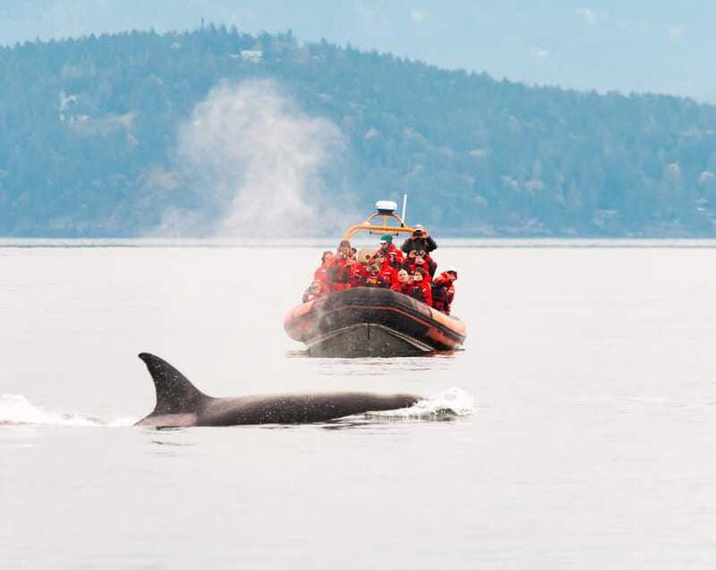 Victoria: 3-Hour Zodiac Whale-Watching Tour - Listening below the boat with hydrophones