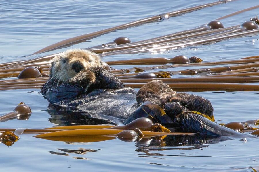 Victoria: 3-Hour Zodiac Whale-Watching Tour - More than whales: seals, sea lions, porpoises, and birds