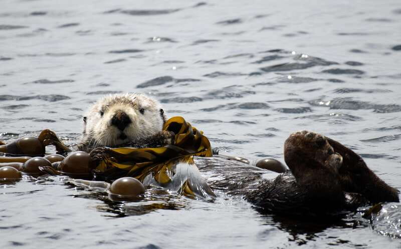 Victoria: 3-Hour Zodiac Whale-Watching Tour - What the three-hour itinerary feels like
