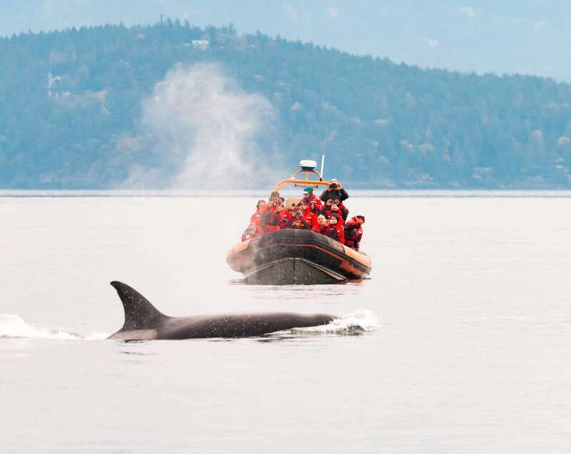 Victoria: 3-Hour Zodiac Whale-Watching Tour - The ride is part of the attraction