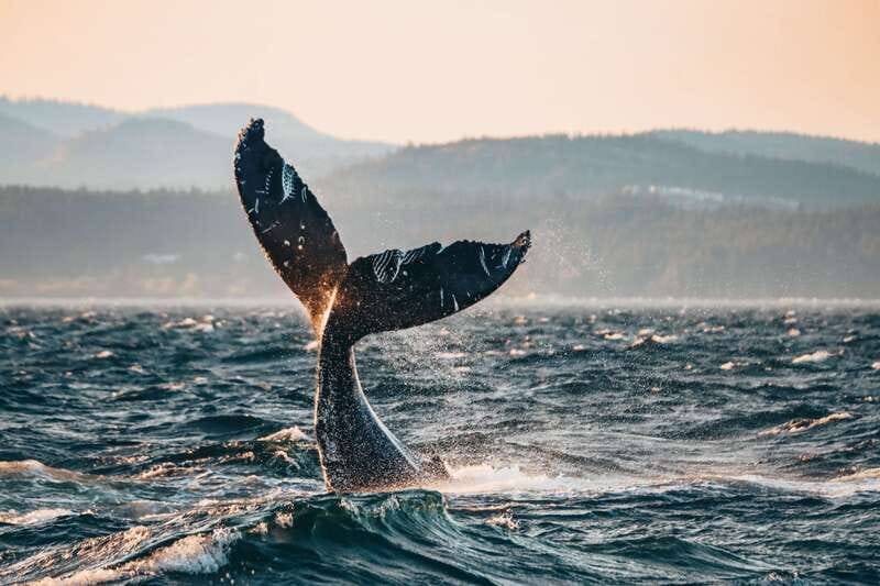 Victoria: Covered Whale Watching Adventure with Free Photos - Key points to know before you book