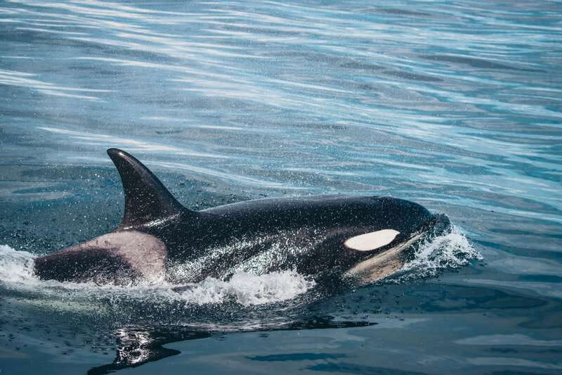 Victoria: Covered Whale Watching Adventure with Free Photos - From 812 Wharf Street to the Salish Sea