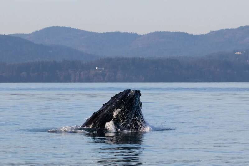 Victoria: Covered Whale Watching Adventure with Free Photos - Three naturalists, live commentary, and a useful family touch