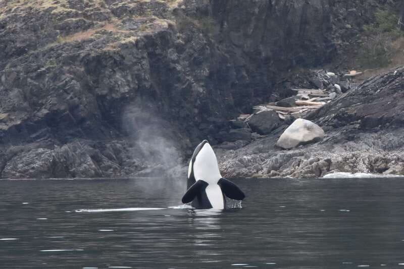 Victoria: Covered Whale Watching Adventure with Free Photos - The boat’s best feature is the choice of shelter
