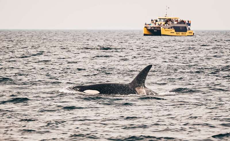 Victoria: Covered Whale Watching Adventure with Free Photos - Crossing waters where orcas and humpbacks travel
