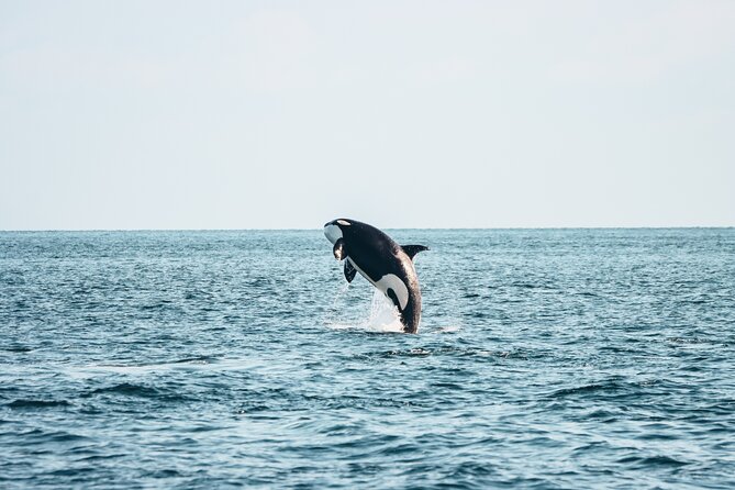 Victoria Half-Day Whale Watching Adventure with Free Photos - Leaving Victoria’s Inner Harbour at 812 Wharf Street