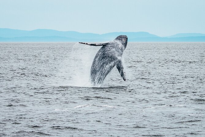 Victoria Half-Day Whale Watching Adventure with Free Photos - Is the 154.08 Canadian dollar price fair?