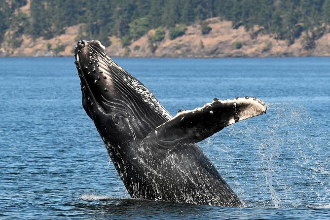 Victoria Marine Wildlife Tour - Heading out from 1 Dallas Road in Victoria
