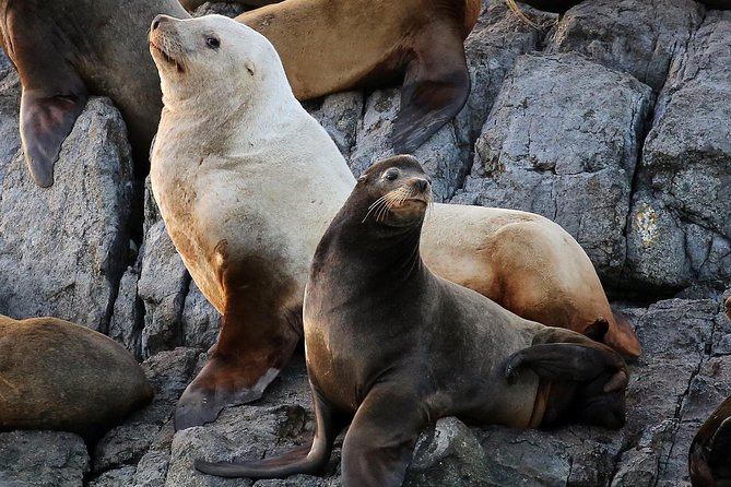Victoria Marine Wildlife Tour - The wildlife is more than whales