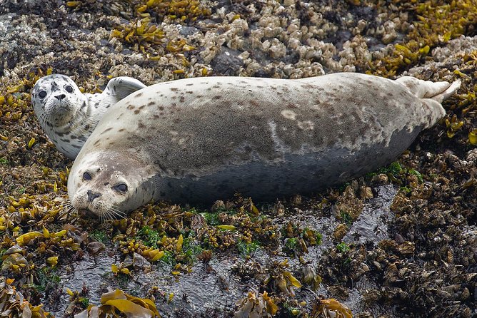 Victoria Marine Wildlife Tour - How the guide shapes the experience
