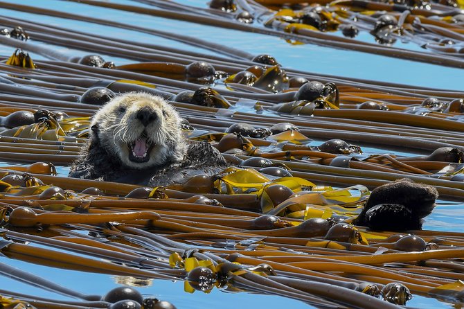 Victoria Marine Wildlife Tour - What the $131.43 price really covers