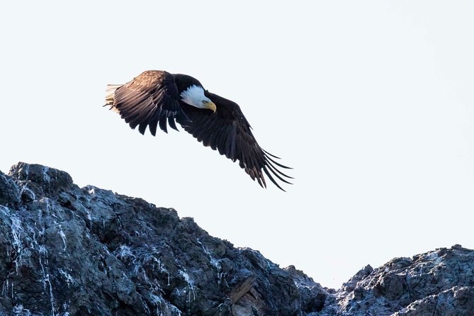 Victoria Marine Wildlife Tour - Who will enjoy this cruise most