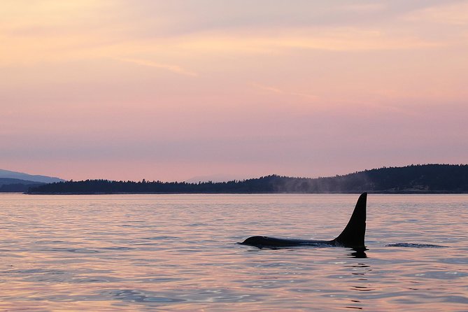 Victoria Sunset Whale-Watching Cruise - The wildlife search on the Salish Sea