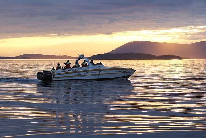 Victoria Sunset Whale-Watching Cruise - What the naturalist adds