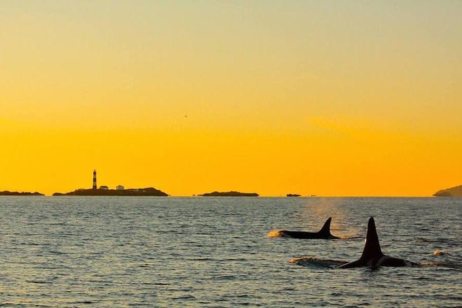Victoria Sunset Whale-Watching Cruise - Warm clothing is not optional in practice