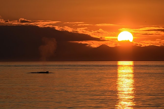 Victoria Sunset Whale-Watching Cruise - Is $138 a fair price?
