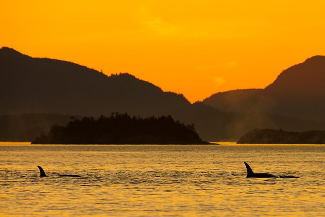 Victoria Sunset Whale-Watching Cruise - Choosing between the open boat and a semi-covered vessel