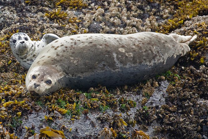 Victoria Whale and Wildlife Cruise - The naturalists make the difference