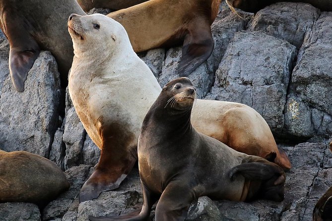 Victoria Whale and Wildlife Cruise - How much value do you get for $146.17?