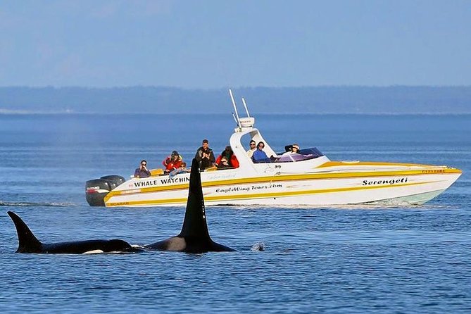 Victoria Whale and Wildlife Cruise - Weather, comfort, and realistic expectations