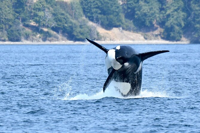 Victoria Whale Watch Tour - Is $126.92 a fair price?