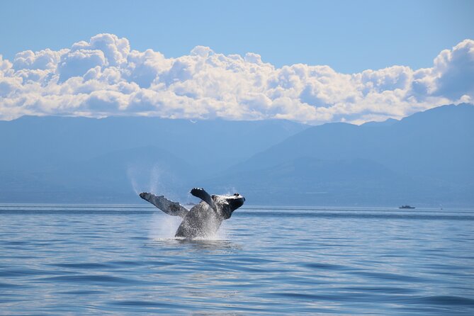 Victoria Whale Watch Tour - Who will get the most from this cruise?