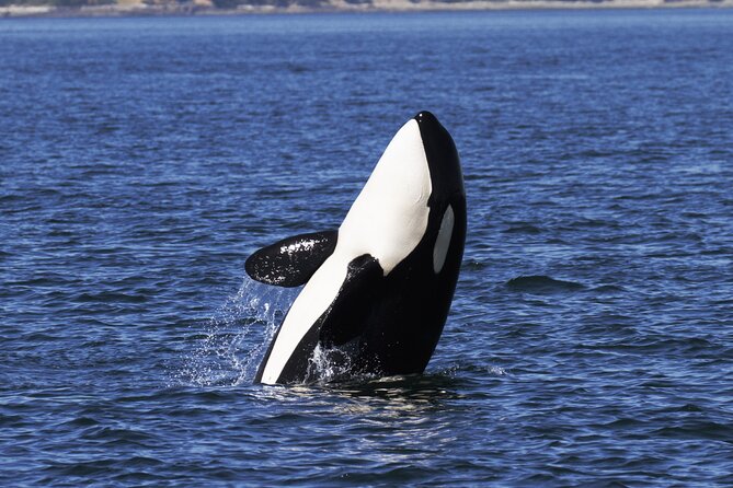 Victoria Whale Watch Tour - Booking, cancellation, and practical details