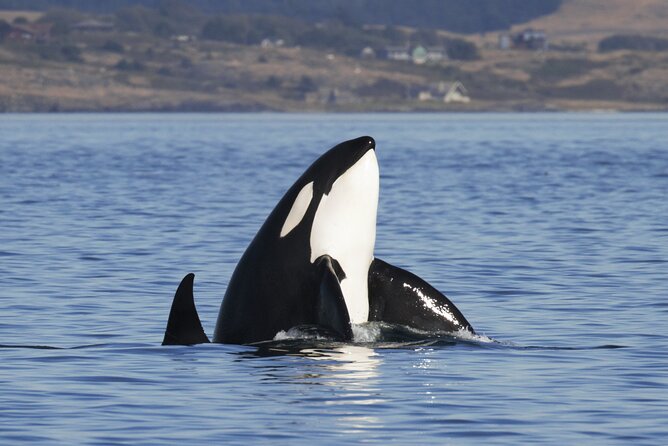 Victoria Whale Watch Tour - Naturalist talks that make the wildlife easier to understand