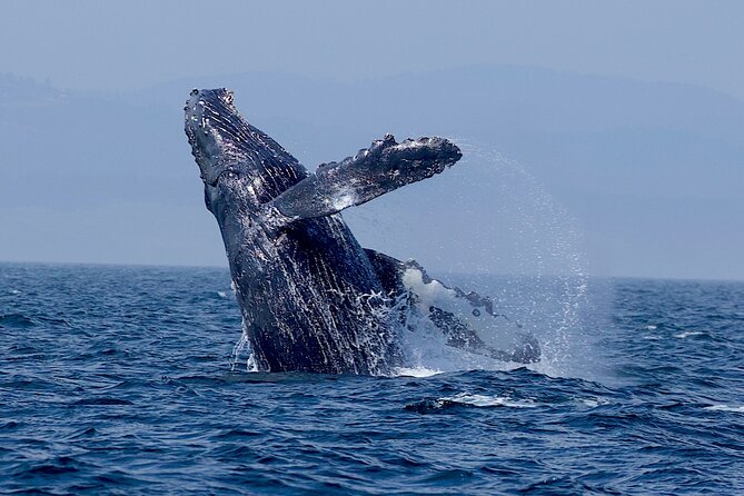 Victoria Whale Watching Cruise with Expert Naturalists - Orcas, humpbacks, and respectful viewing