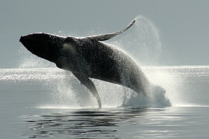 Victoria Whale Watching Cruise with Expert Naturalists - What the weather really feels like