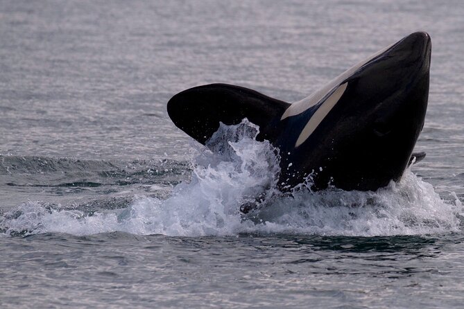 Victoria Whale Watching Cruise with Expert Naturalists - How the price compares with the experience