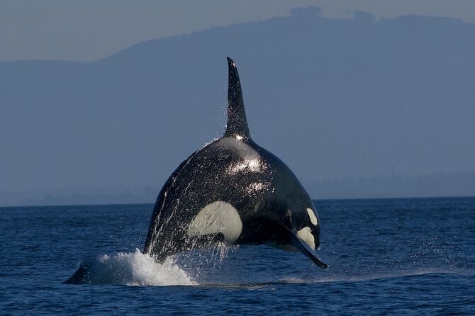 Victoria Whale Watching Cruise with Expert Naturalists - Timing, access, and practical details